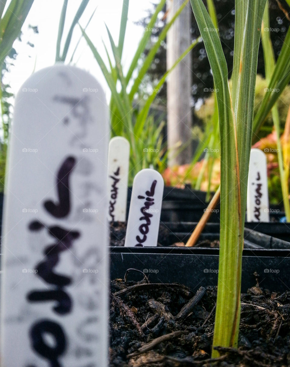 Plants for sale in a garden centre