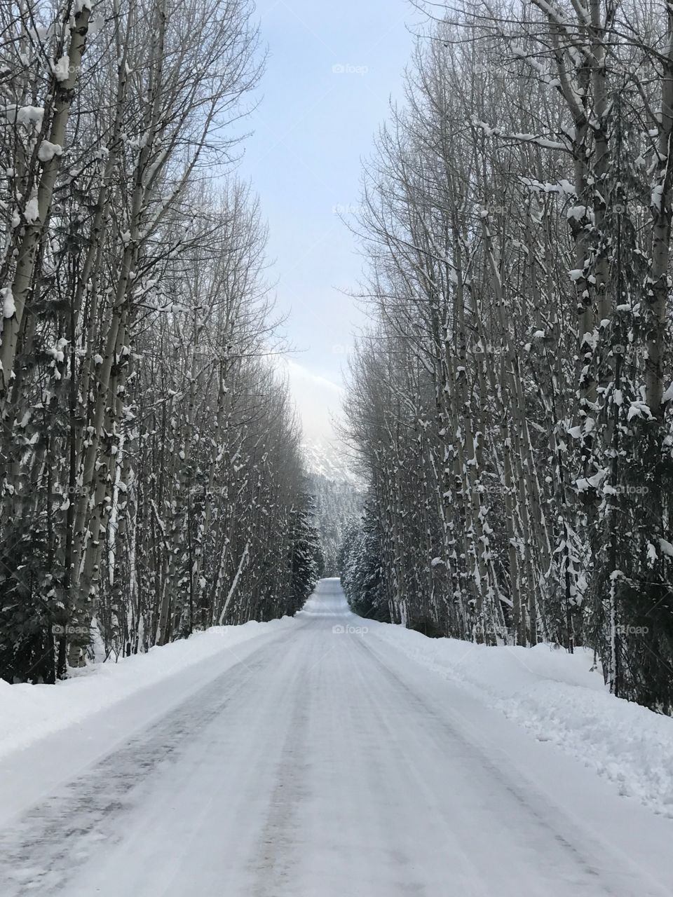 Winter scenery 
