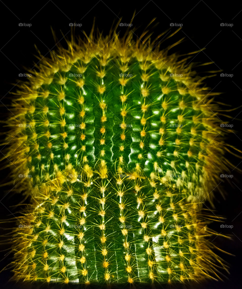Cactus