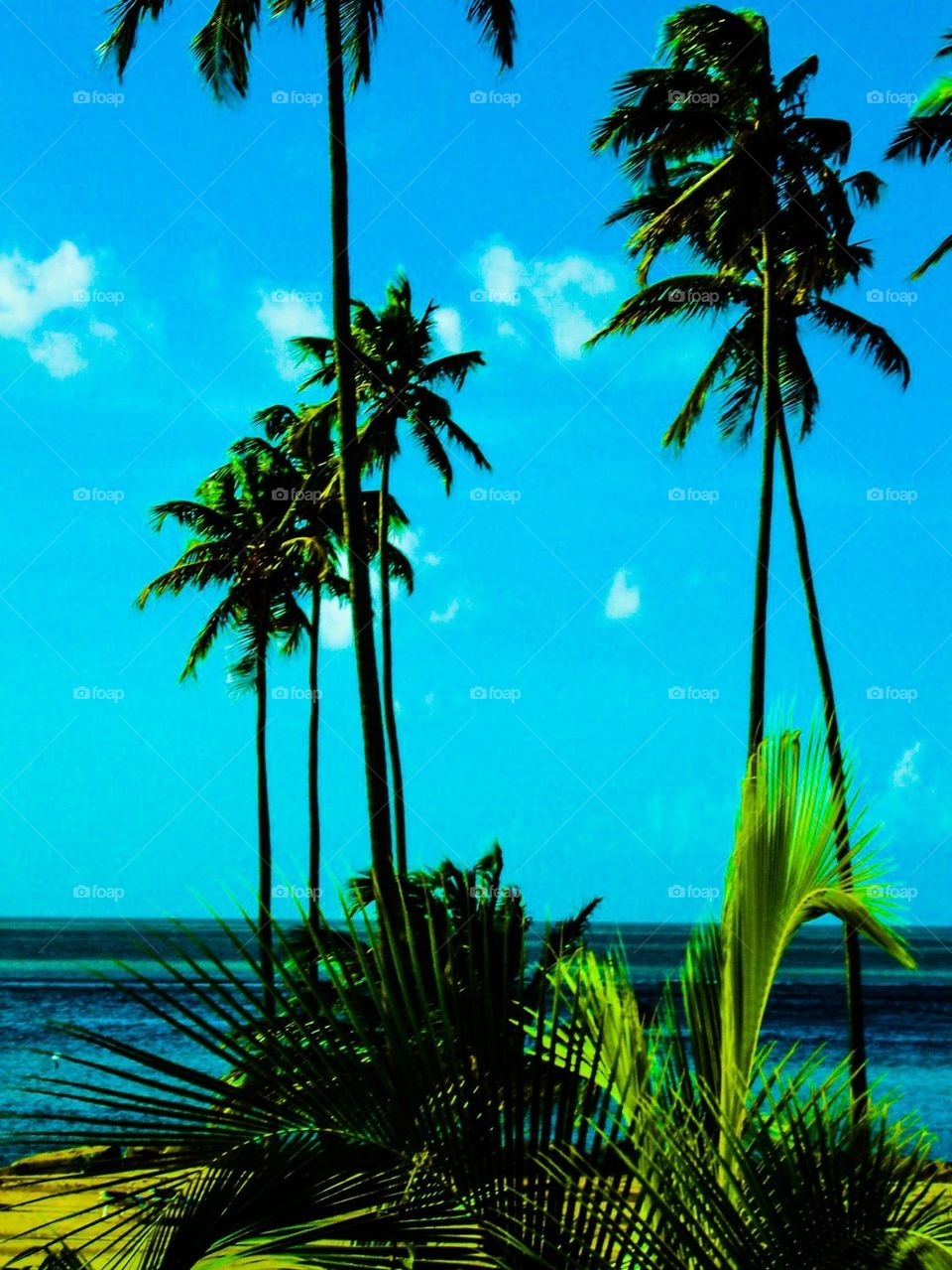 Tropical palm trees