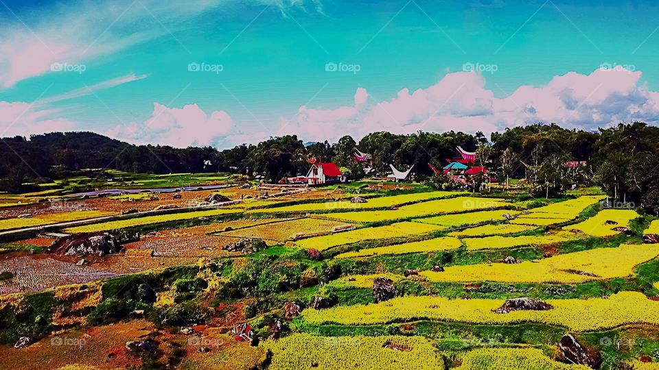 Wet rice fields also called paddy-they're surrounded by mountain,  trees, bamboo and villagers' housing.