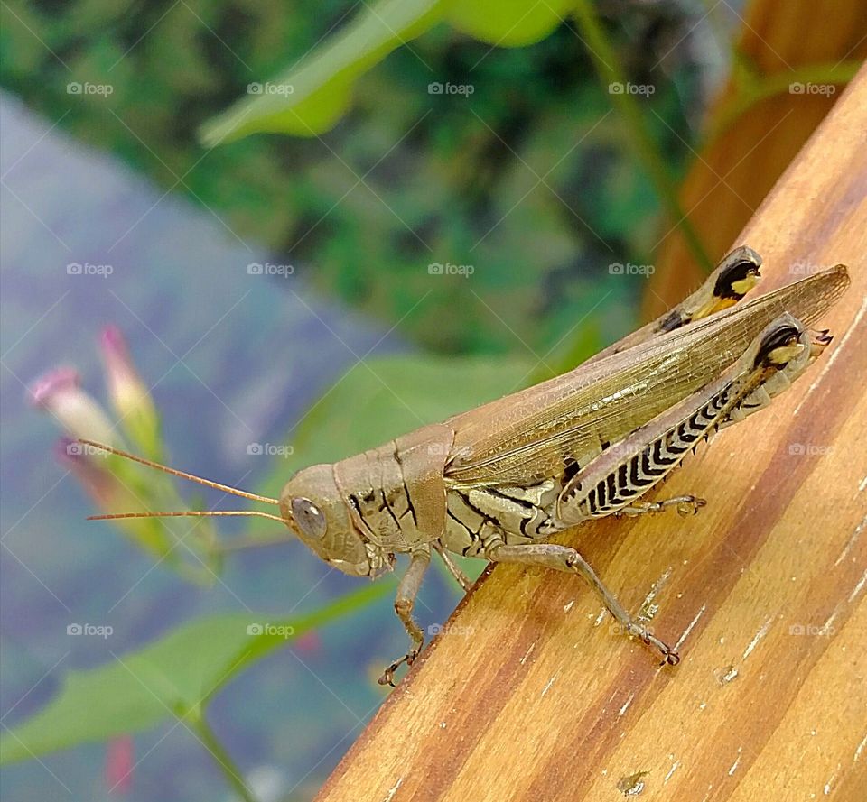 Patience Grasshopper