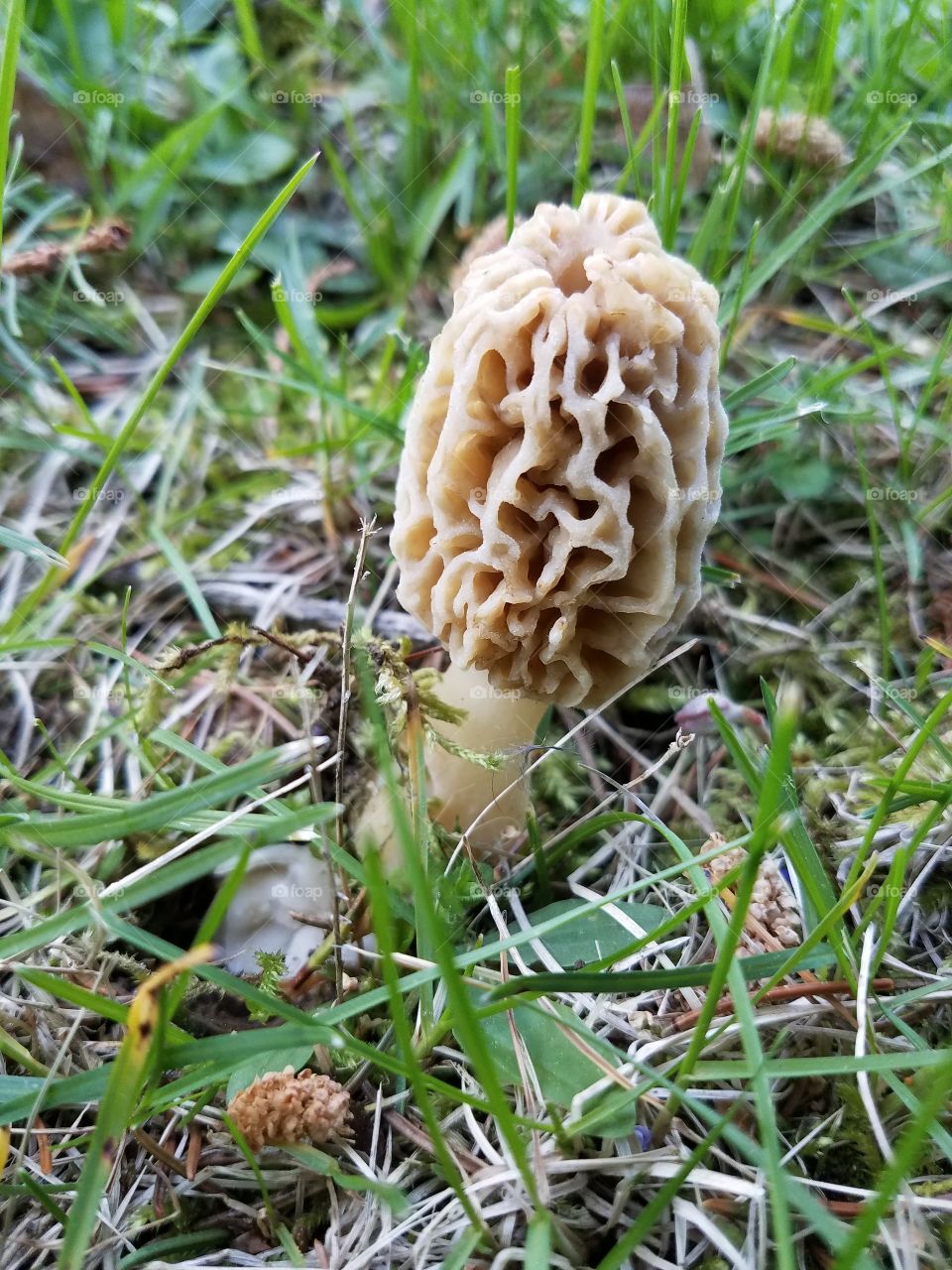 Morel