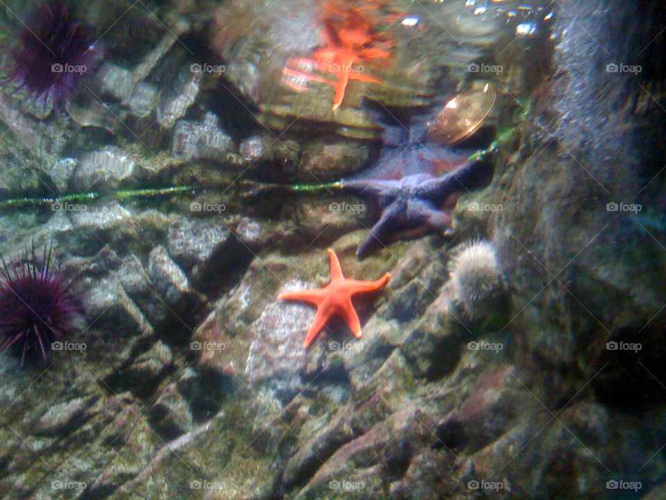 Starfish, Underwater, Echinoderm, Invertebrate, Fish