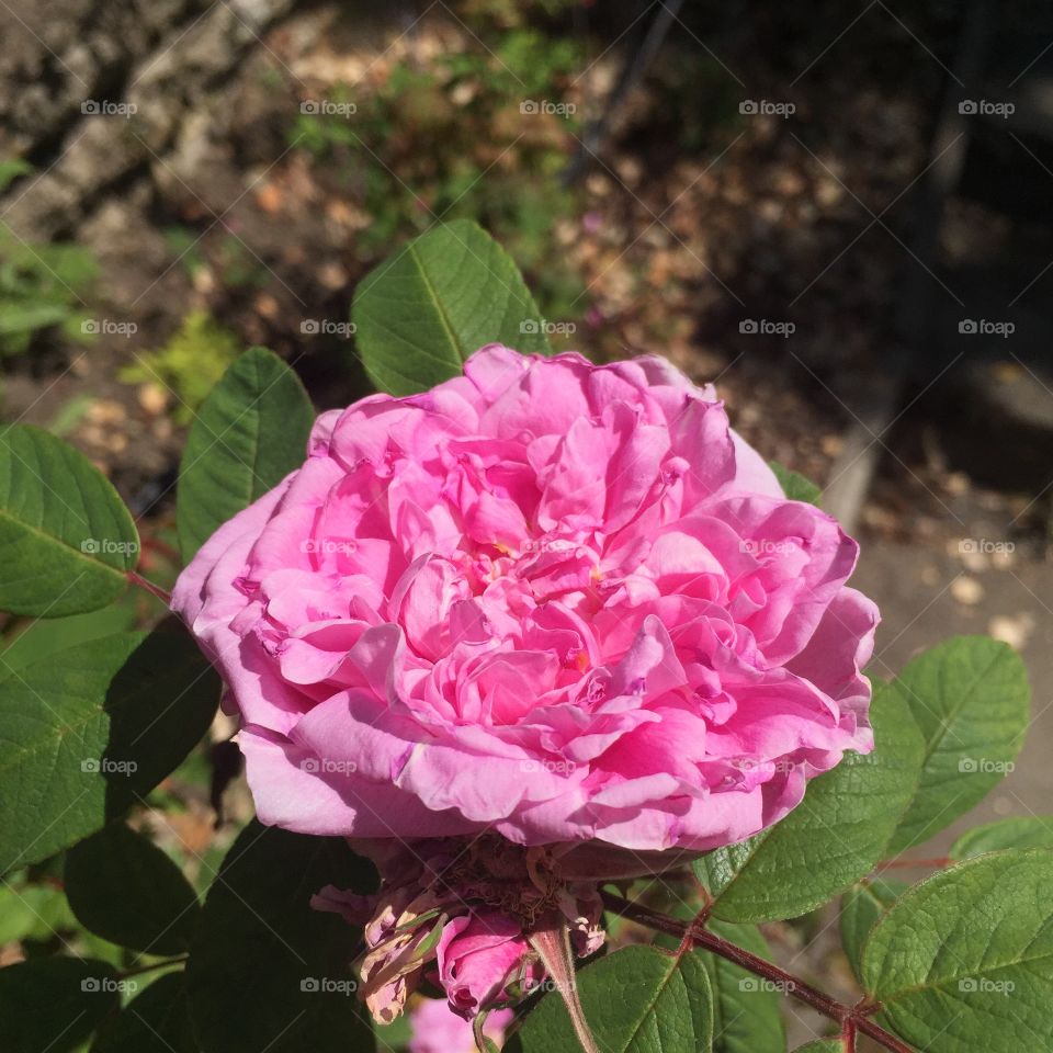 Makes Scents. Rose, cultivar "Therese Bugnet." I love its fragrance!