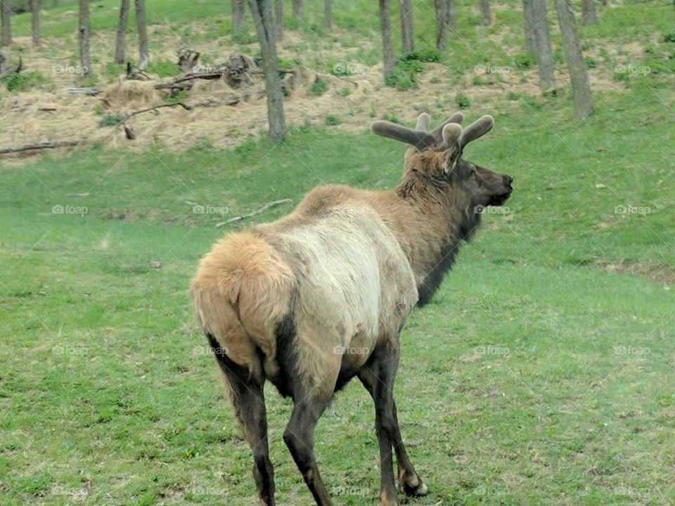 elk