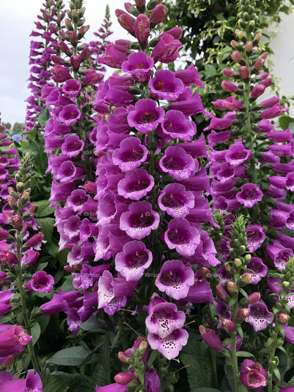 Foap Mission Color! Stunning Purple Foxglove!!