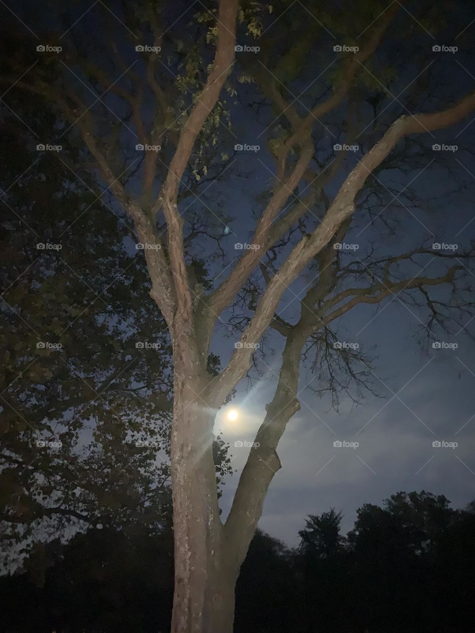 Full moon peaking threw a spooky tree