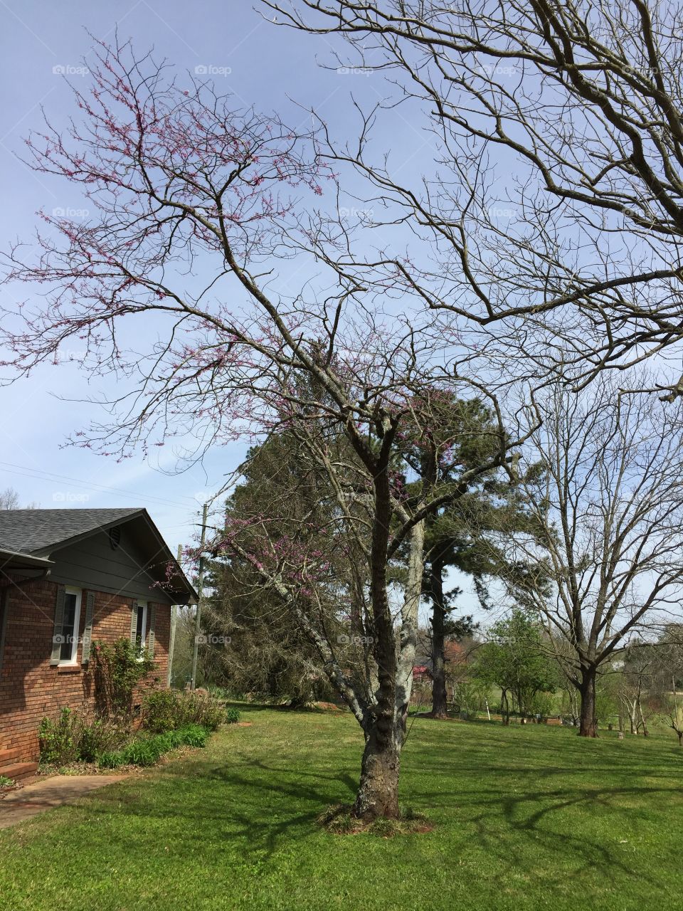 Gorgeous Pecan Tree at my Mom’s House 
