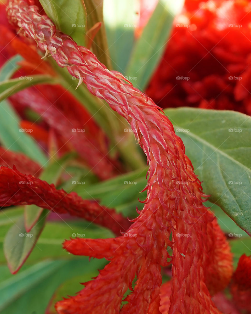 Red celosia closeup