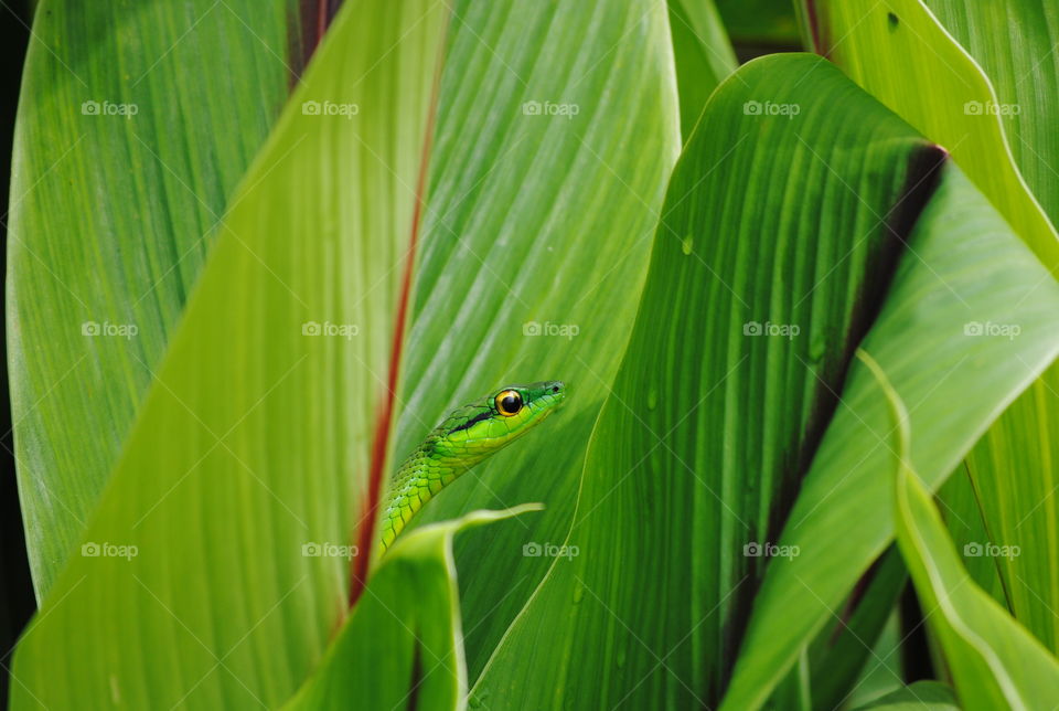 Green snake behind green leaf