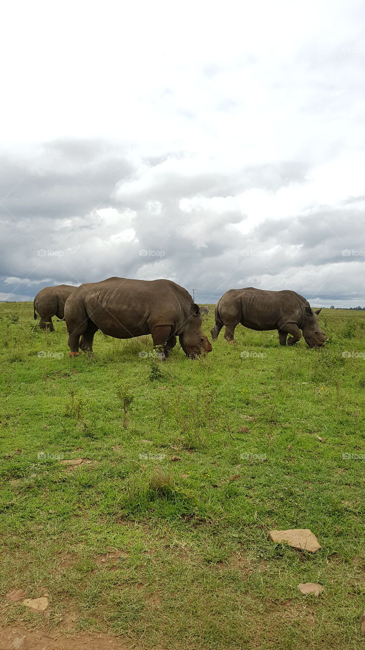 endangered white rhinoceros withou horns grazing the grass in nature conservation park