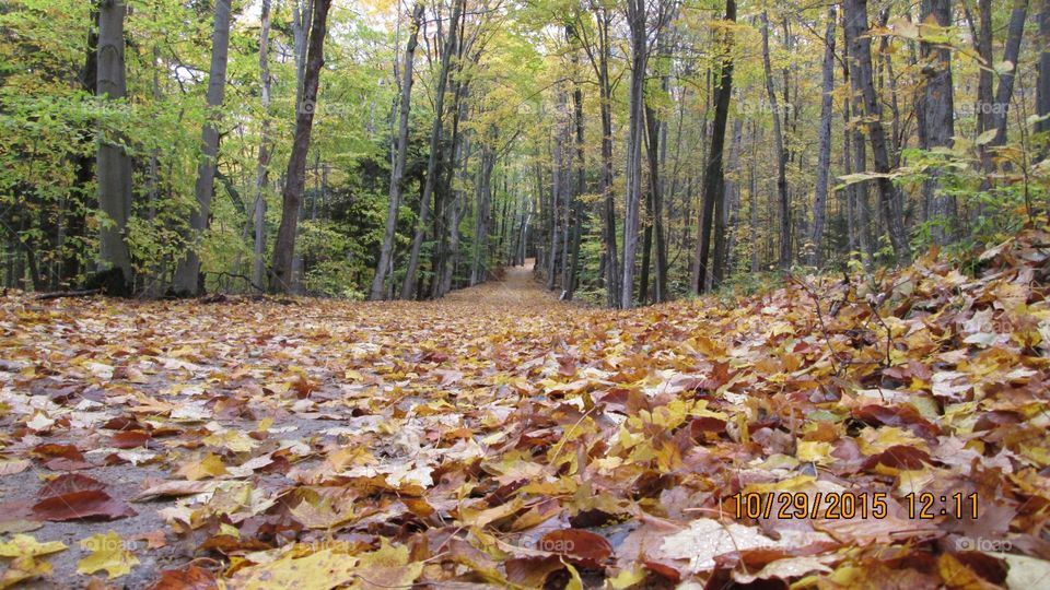 Northern Michigan 