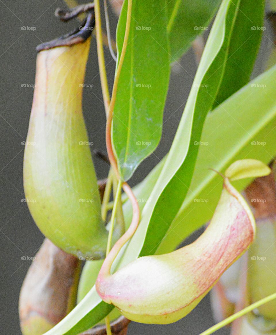 Tropical Pitcher Plant