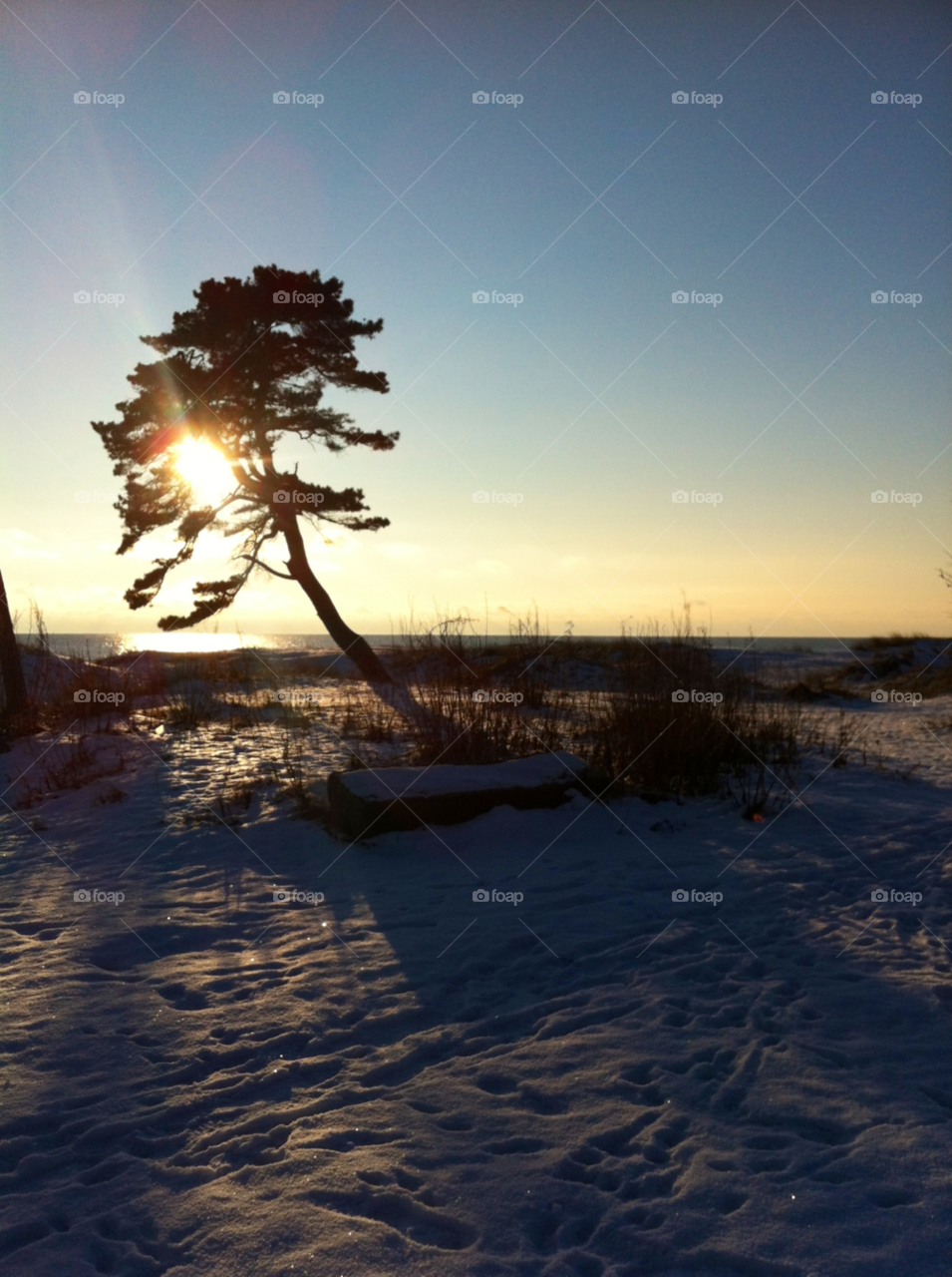 beach sky sol tree by asa