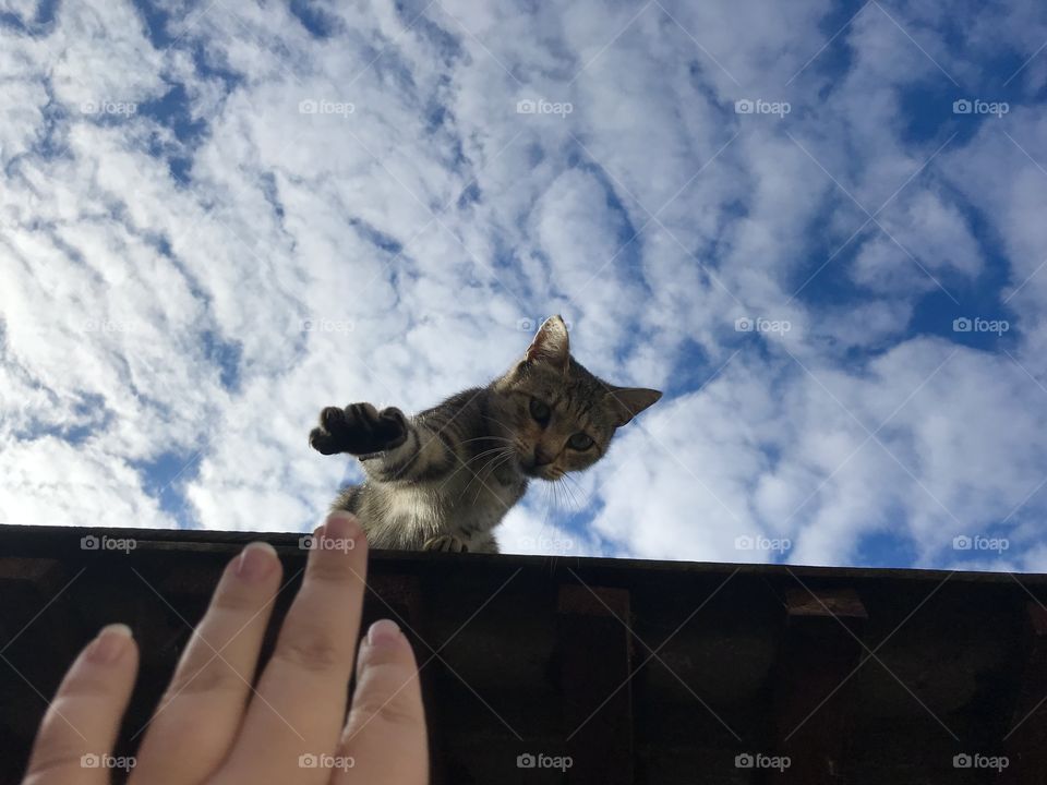 A cat is trying to reach a human hand from the rooftop.