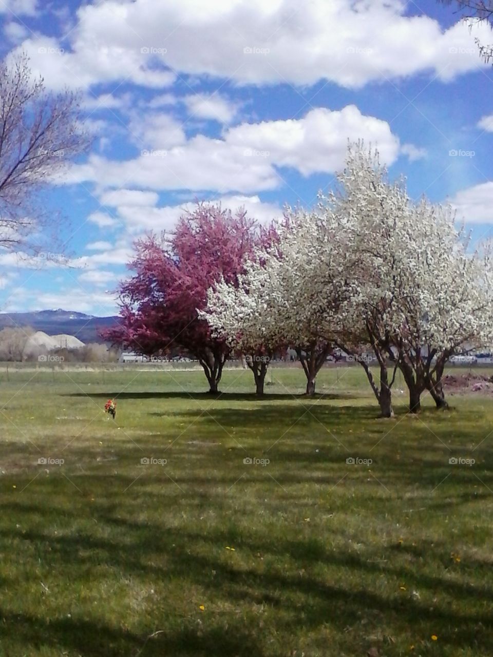 early spring trees begin to bloom at peaceful cemetery.