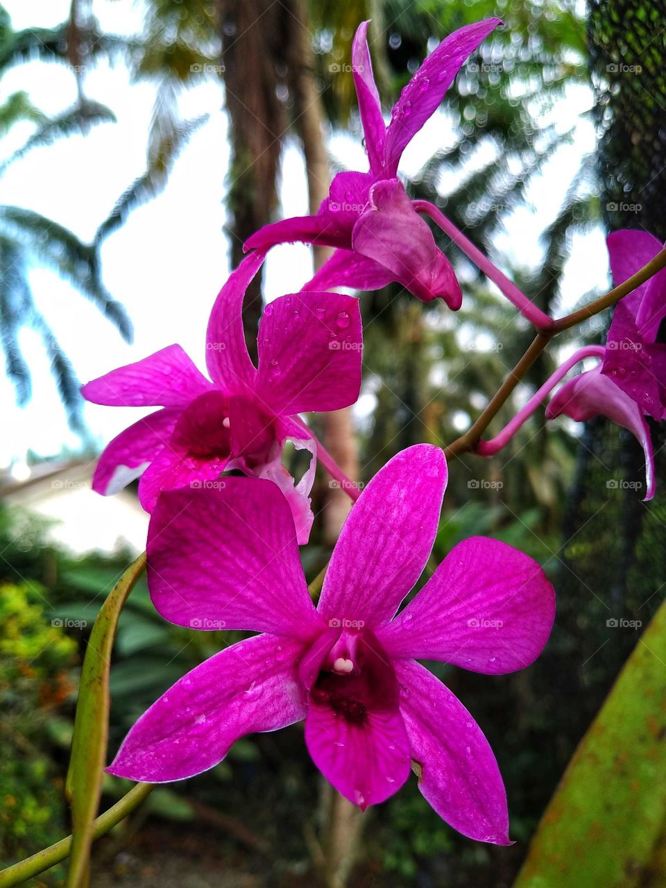 Beautiful blooming pink orchids