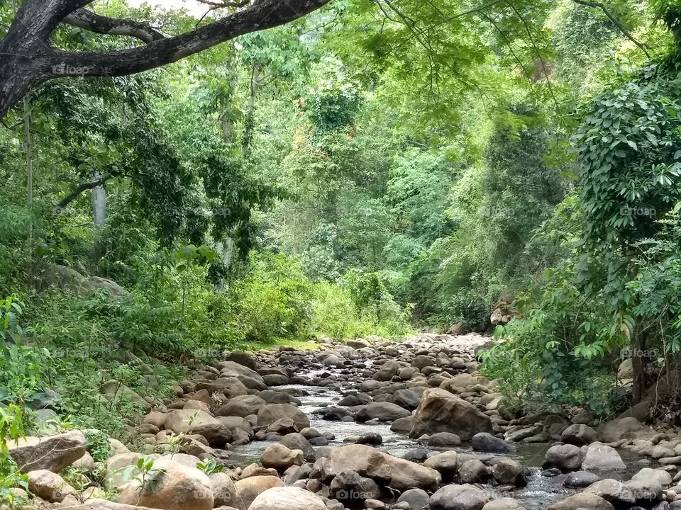 Nature, Wood, Tree, Leaf, Landscape