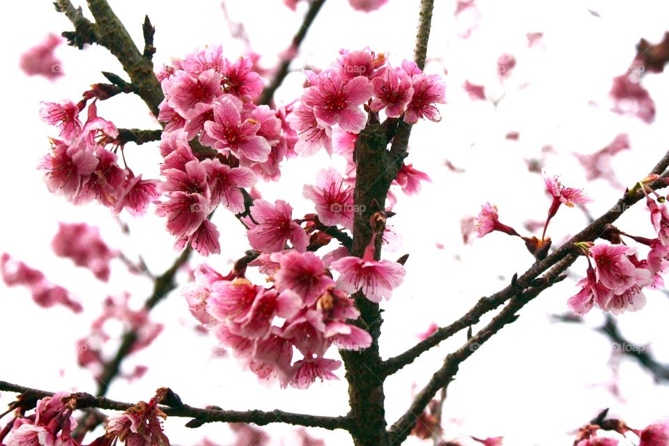 pink flowers 