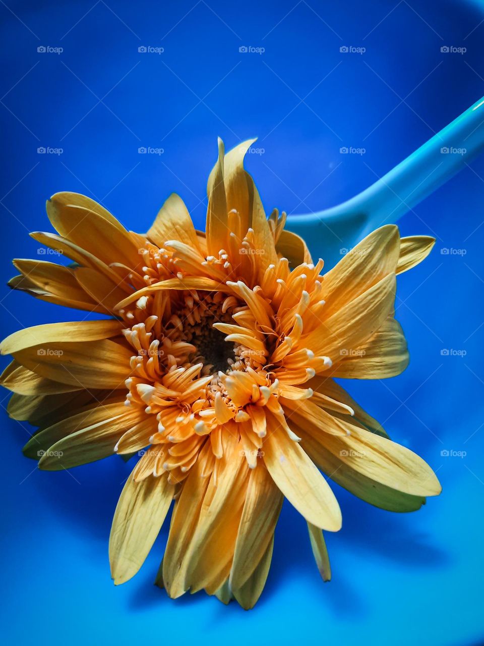 An yellow flower in a blue spoon