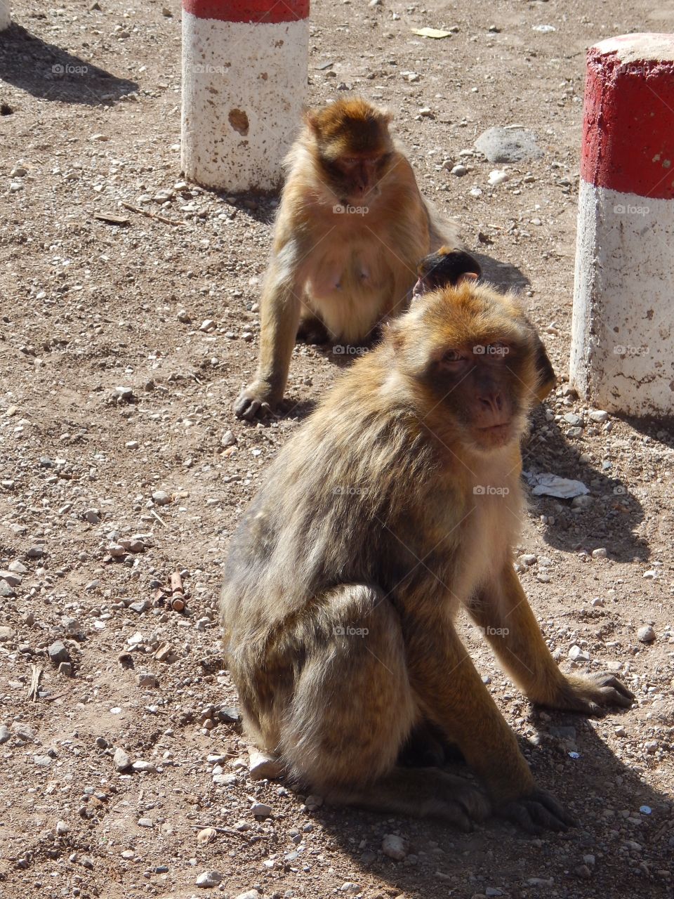 Monkey giving the side eye in Morocco 