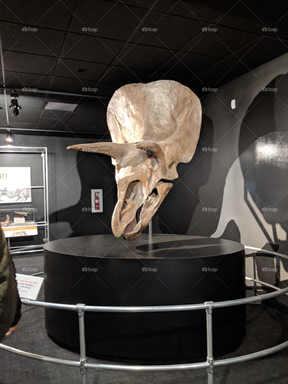 A picture of a dinosaur skull