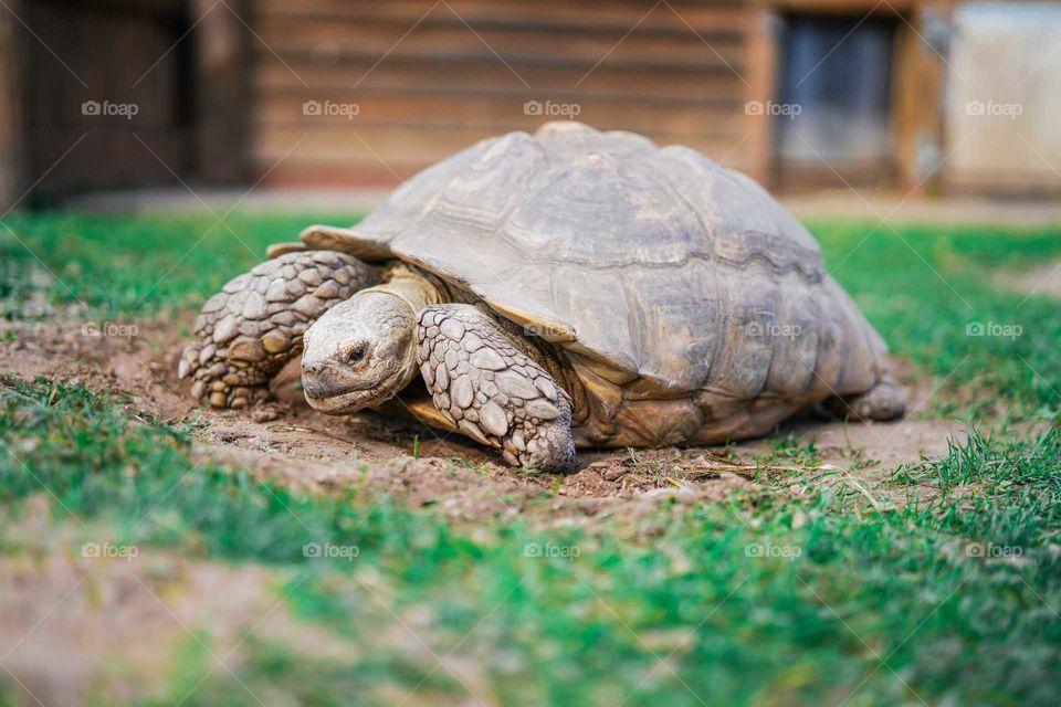 A relatively large tortoise I photographed at the zoo. The grass is green and saturated and there is some really nice depth of field. It was taken at a low angle and I got right up close to this beautiful creature.