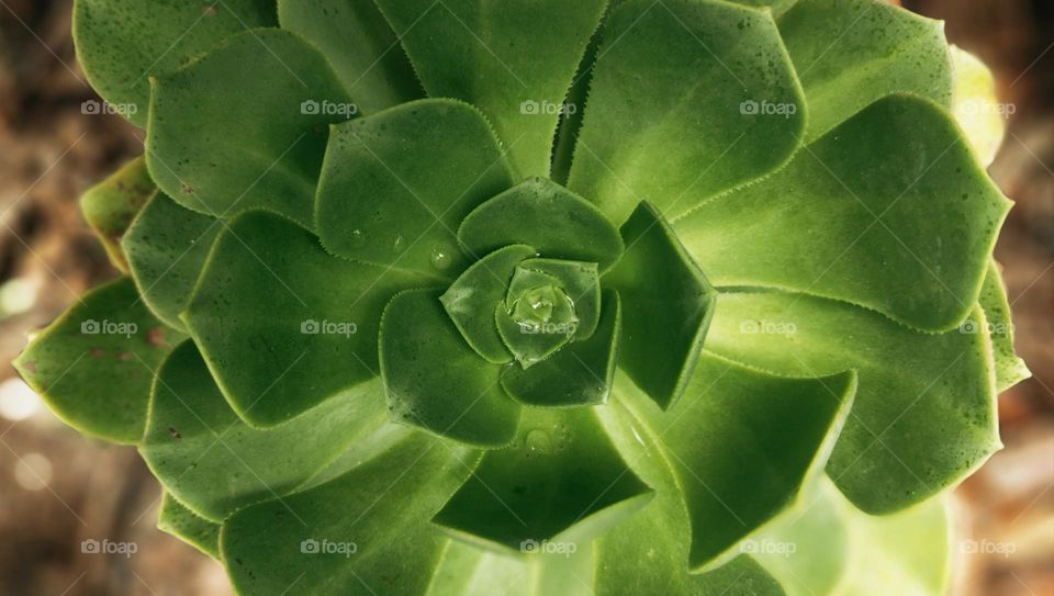 Aeonium canariensis.