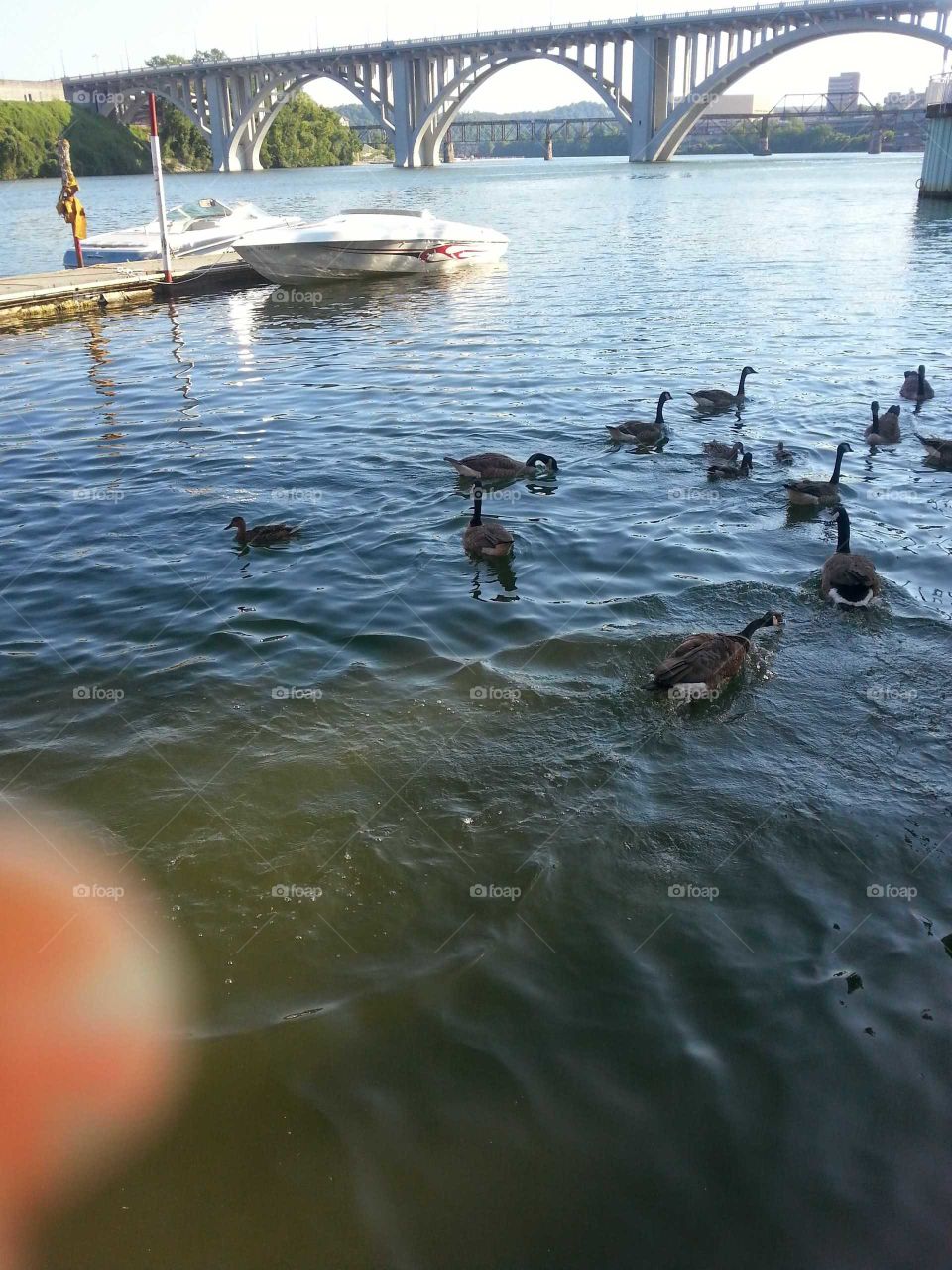 feeding the duck