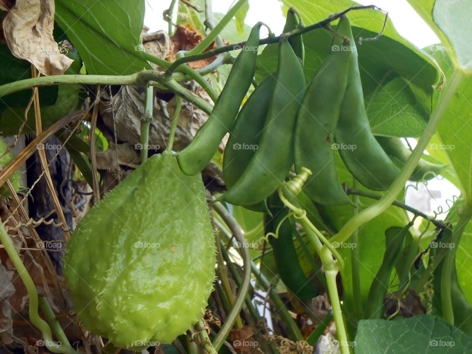 Christophine And Beans