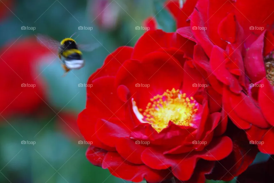 Природа