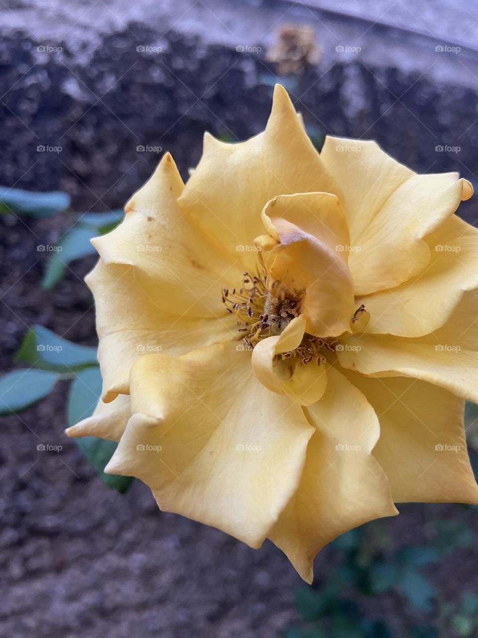 yellow Rose