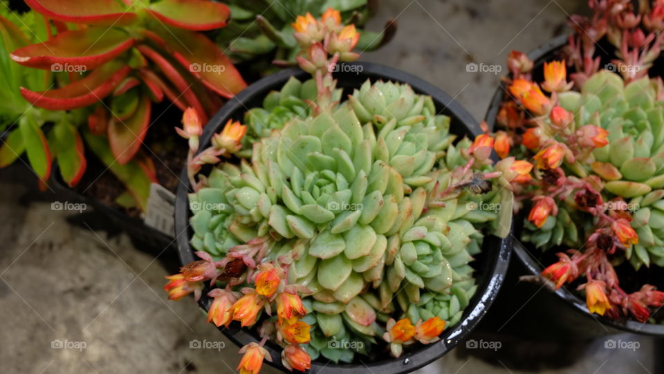 Flowering Echeveria in a pot