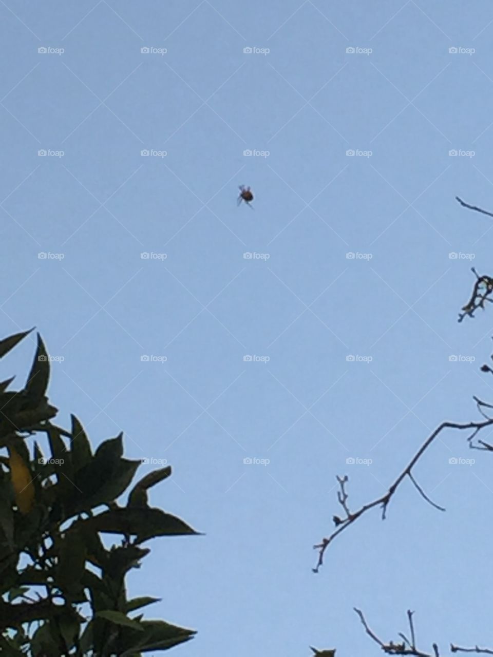 Floating spider. I looked up at my orange trees and saw this spider appearing to be floating between two trees. :)
