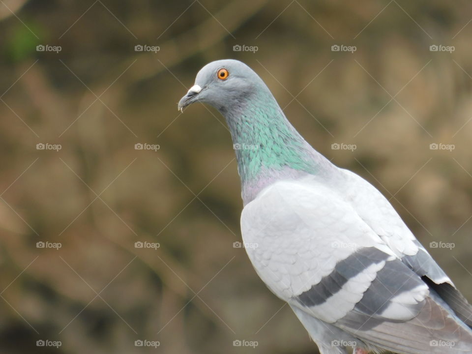 Pigeon with blur background