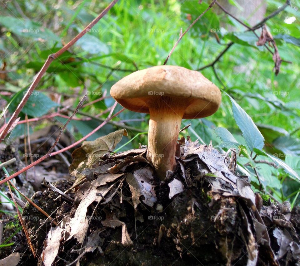 Pilze im Wald Herbst