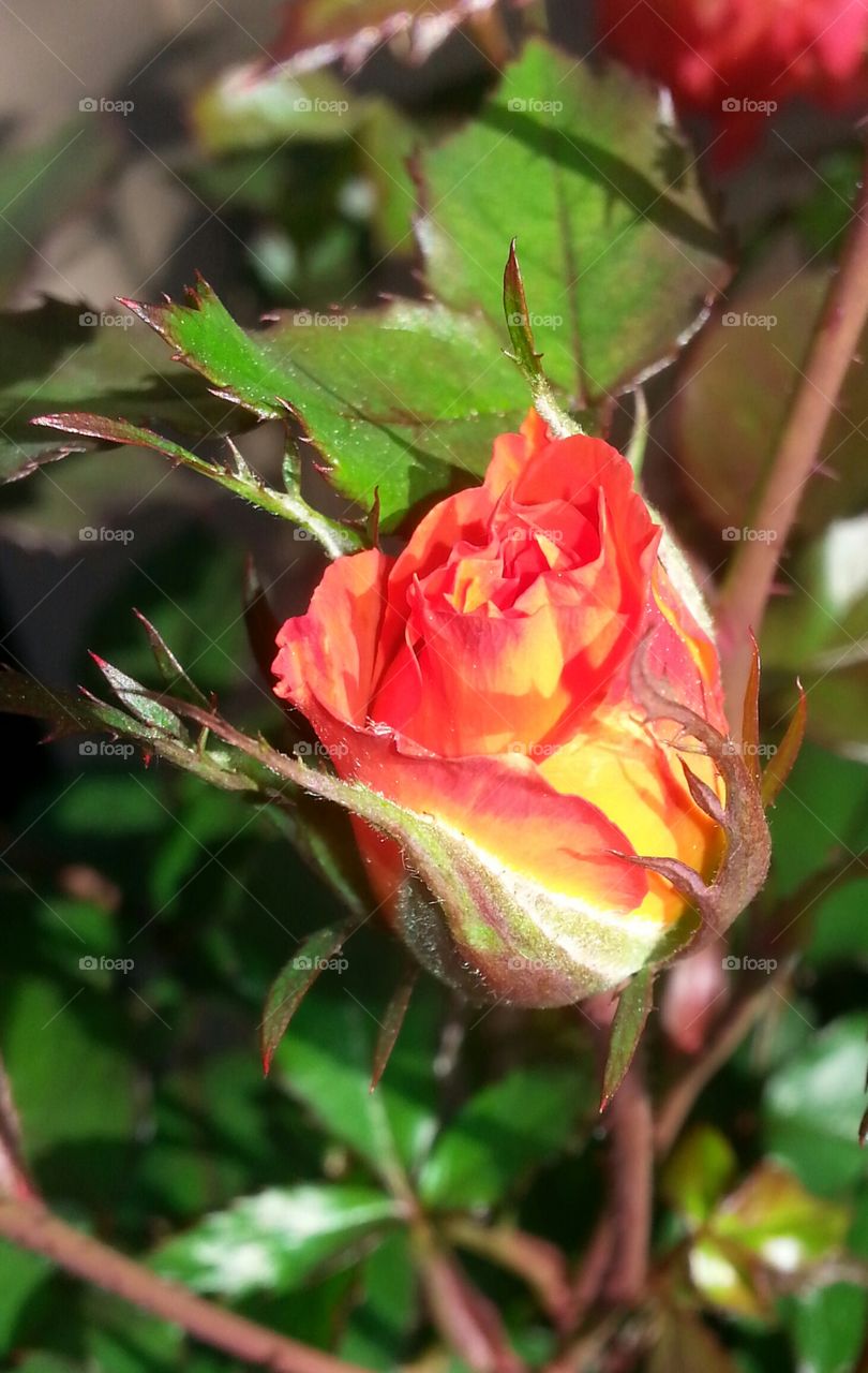 Rose bud on fire