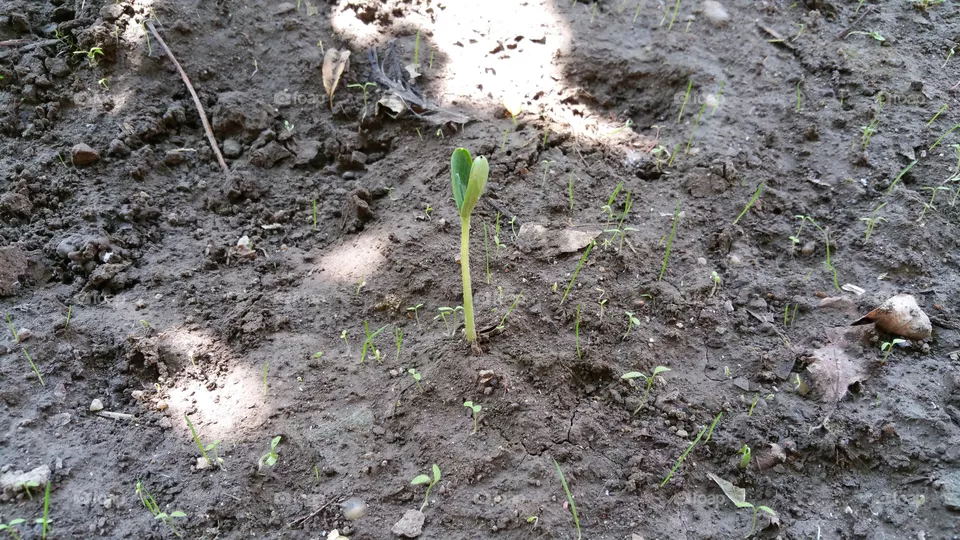 Sprout