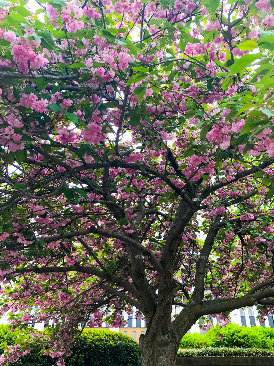 Pink tree