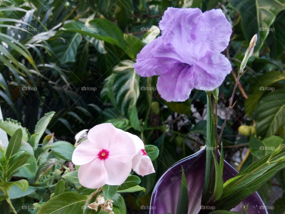 peach & purple petal