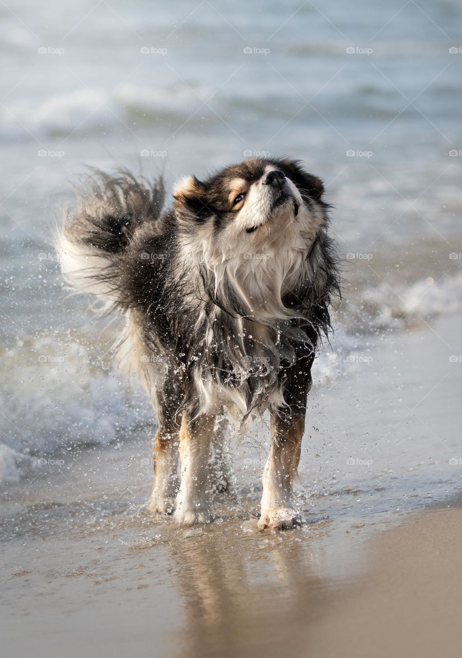 Portrait of a young Finnish Lapphund dog shaking off water