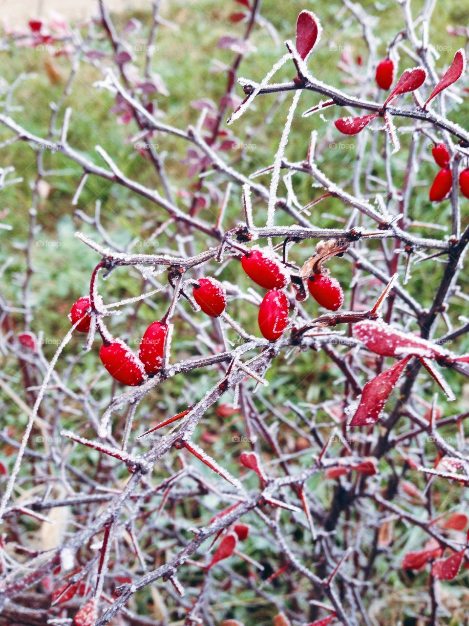 Frozen berries