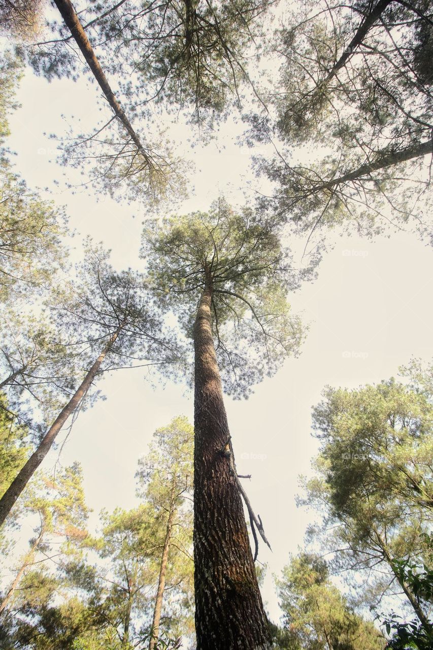 pine tree forest