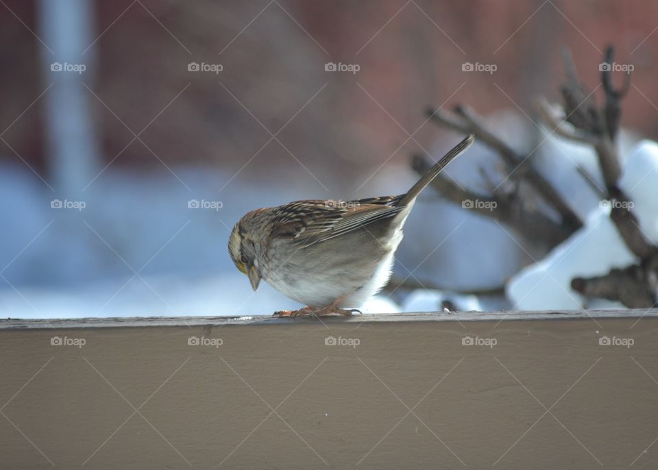 white throated sparrow