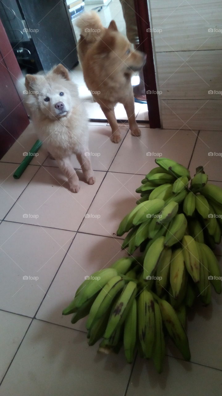 dogs and plantain