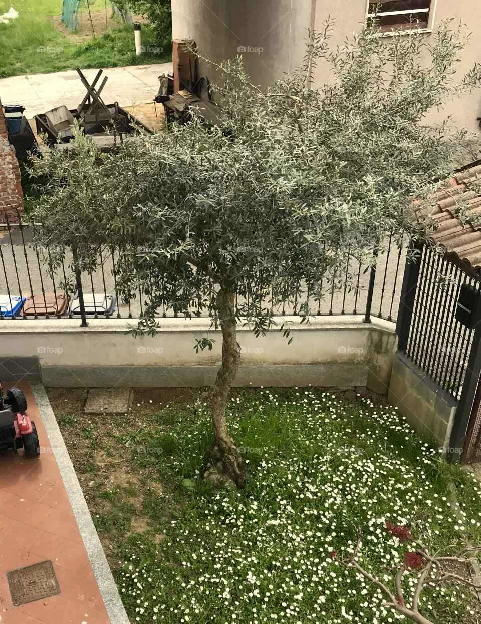 Ulivo