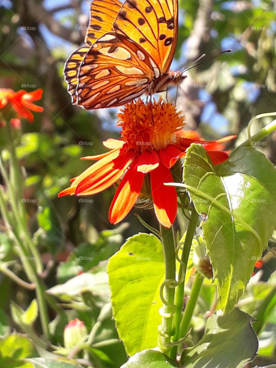 butterfly in a flower 