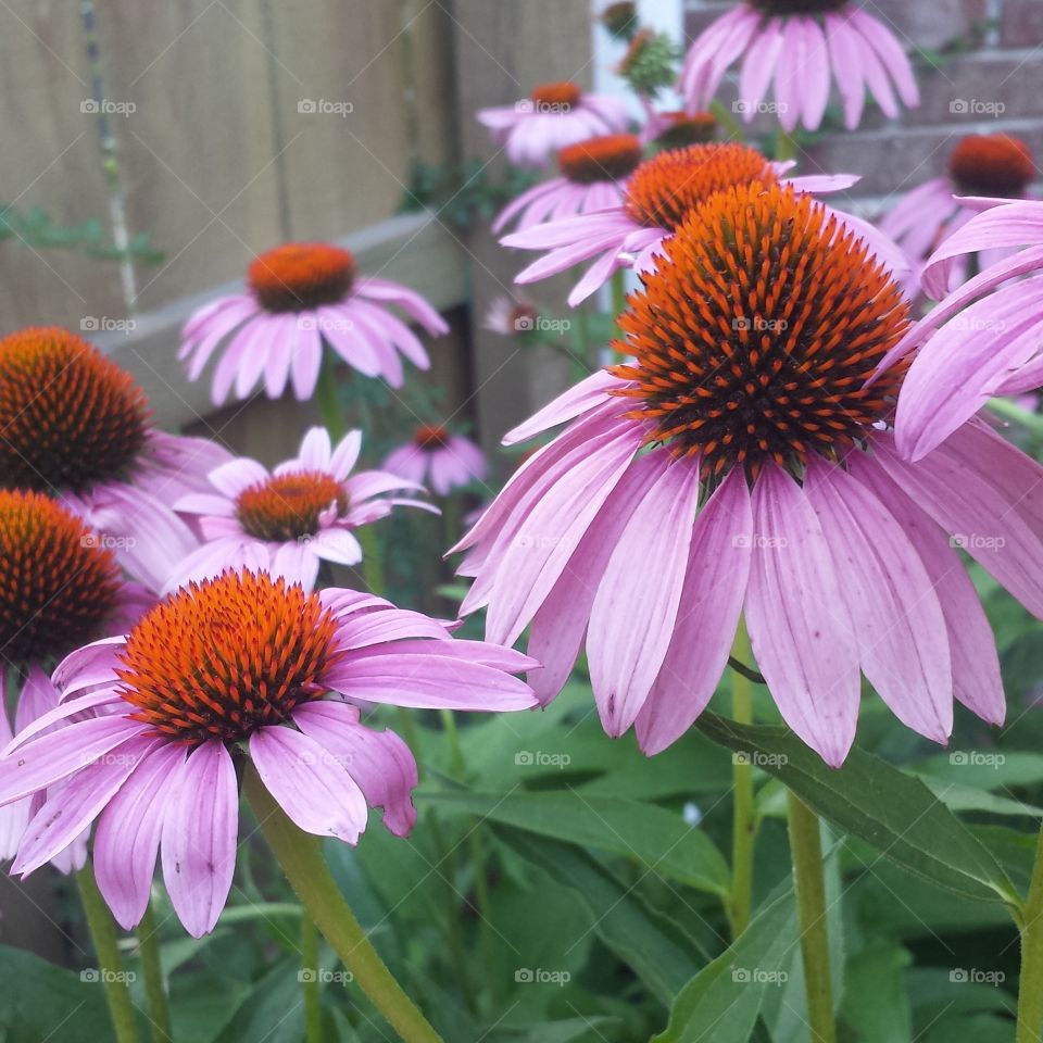 echinacea