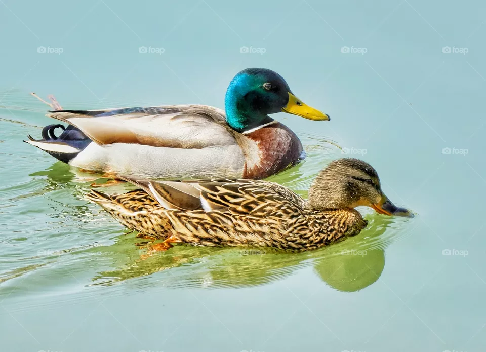 Duck